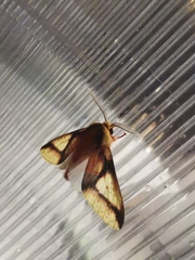 Symphlebia