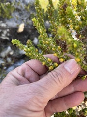 Erica coccinea