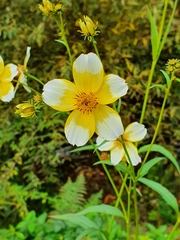 Bidens aurea