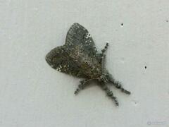 Dasychira chekiangensis