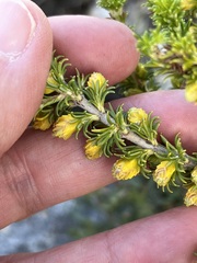 Erica coccinea