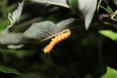 Anisota senatoria