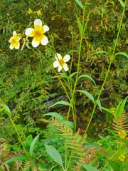 Bidens aurea