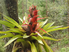 Tillandsia imperialis