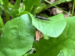 Ellipteroides lateralis
