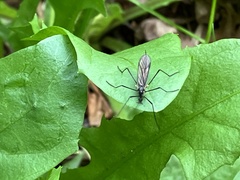 Ellipteroides lateralis