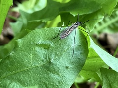 Ellipteroides lateralis