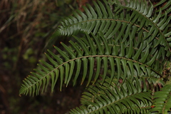 Polystichum falcinellum