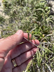 Passerina ericoides