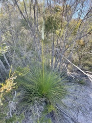 Xanthorrhoea fulva