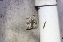 Catocala andromedae