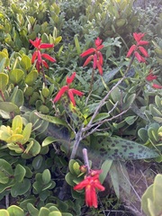 Lachenalia bulbifera