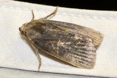 Amphipyra livida
