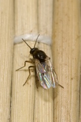 Ceratopogonidae