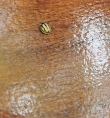 Cheilomenes propinqua