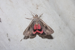 Catocala herodias gerhardi