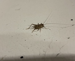 Gryllomorpha dalmatina