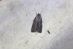 Acronicta lithospila