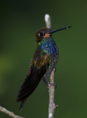 Urochroa bougueri