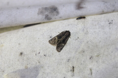 Phosphila turbulenta