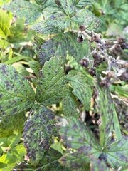 Rubus creticus