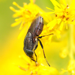 Stomorhina obsoleta