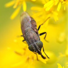 Stomorhina obsoleta