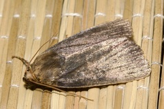 Amphipyra livida