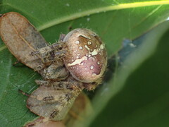 Araneus diadematus