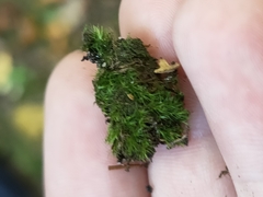 Dicranella heteromalla