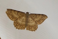 Scopula rubraria