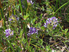 Psoralea decumbens