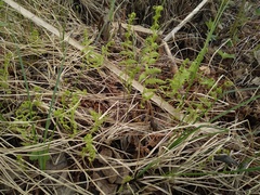 Thelypteris palustris