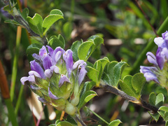 Psoralea decumbens
