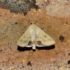 Helicoverpa punctigera