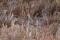 Calidris acuminata