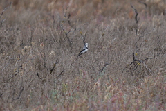 Epthianura albifrons