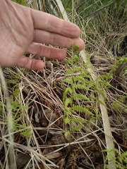 Thelypteris palustris