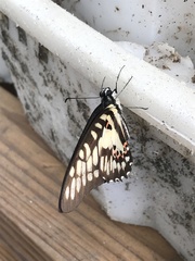 Graphium doson postianus