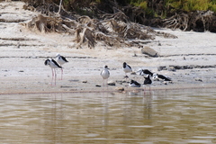 Himantopus leucocephalus