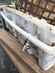 Graphium doson postianus