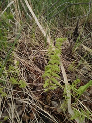 Thelypteris palustris