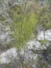Leptomeria acida