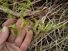 Thelypteris palustris