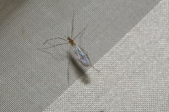 Trichocera annulata