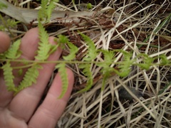 Thelypteris palustris