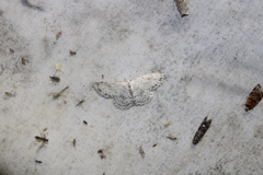 Cyclophora pendulinaria