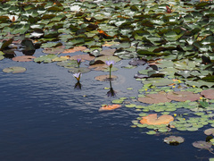 Nymphaea nouchali caerulea