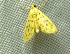 Patania balteata