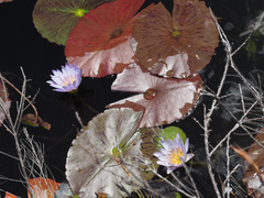 Nymphaea nouchali caerulea